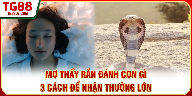 Mơ Thấy Rắn Đánh Con Gì - 3 Cách Để Nhận Thưởng Lớn